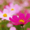 pinkblue1267