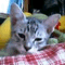 pipitopiko