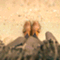 piro_style