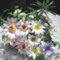 puding_cat