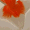 ranchu29
