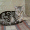 raocon07681