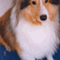 rikimaru_dog