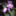 roserose_9675