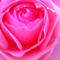 sakika73_pinon