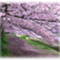 sakuramakoto