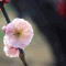 sakuran0823