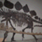 sauropo