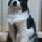 sax_atti0411
