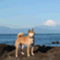 shibainuryou