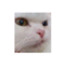shirois