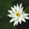 sinar_mulia