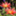 small_garden