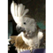 snoopy_aoka_y