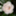 snow_rabbit681