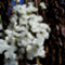 somagreen_yokota