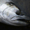 spey_break