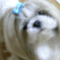 stinger_hyouga
