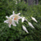 stohma����