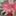 sucre_bouquet_rose
