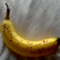 sugar_report_310