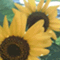 sunflower_yukorin