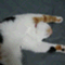 ta_chan1000