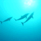 DIVE HOUSE MISS TAHITI