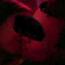 tai_itai4363