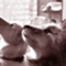 tamanegipon