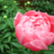tamy_san