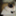 tanukineko3