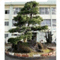 tateichi