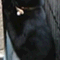 tobi_neko