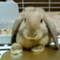 tomio9566