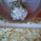 totoro_369