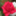 w_rose39