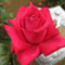 w_rose39