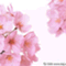 wakabanokoro_0704