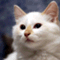 wander_cat