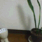 yasumugi