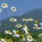 yatsugatakenewsnet