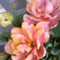 yumibaruaflower