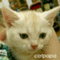 catpapa