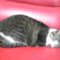 zat03653