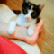 zoro_cat